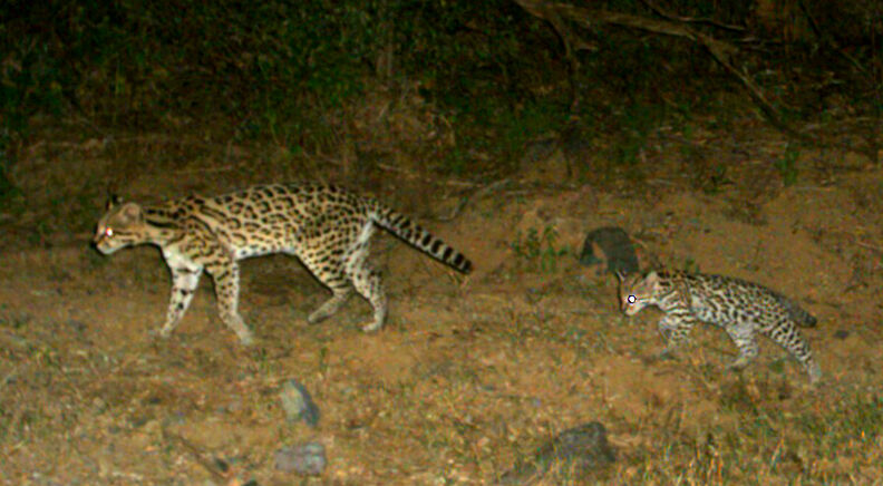 Wildlife, babies, Mexico